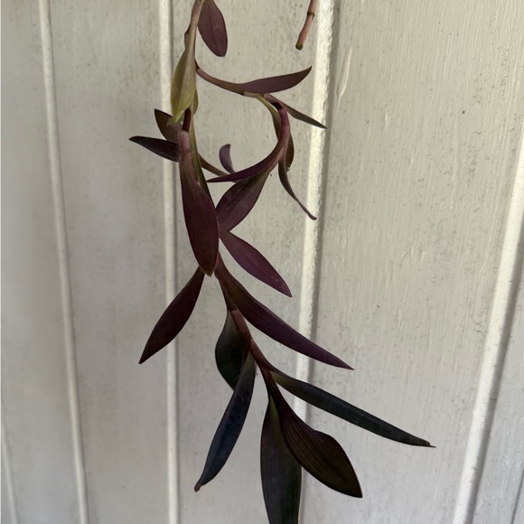 Live plants! Beautiful Cuttings Variety 5 healthy Miscellaneous unrooted - Picture 5 of 11